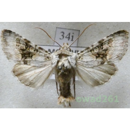 Hecatera bicolorata (Hufnagel, 1766) Czech34i